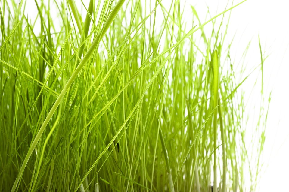 Grass