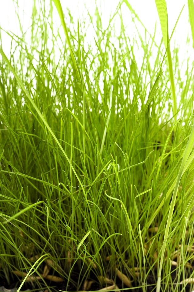 Grass photo