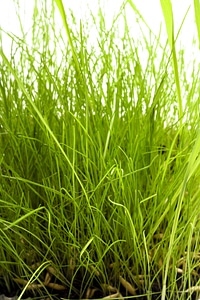 Grass photo