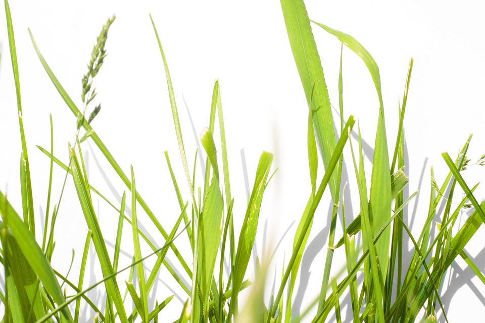 Green Grass Background