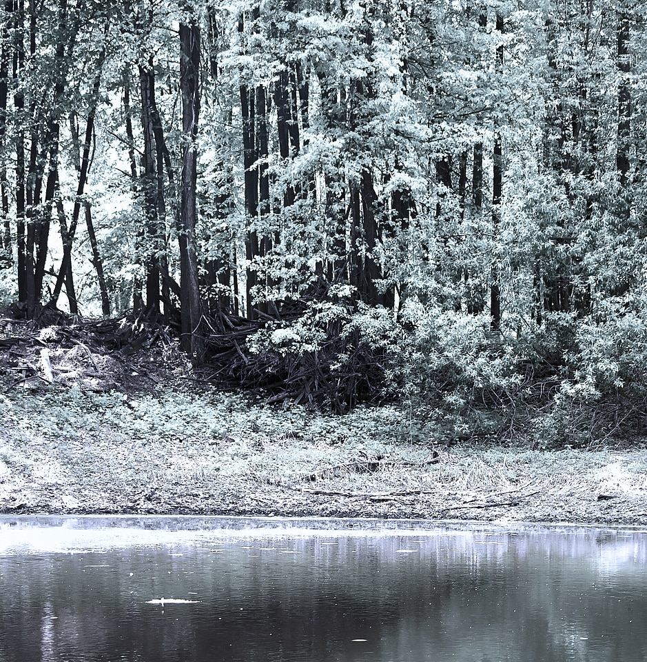 Scene in the forest
