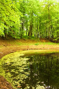 Scene in the forest photo