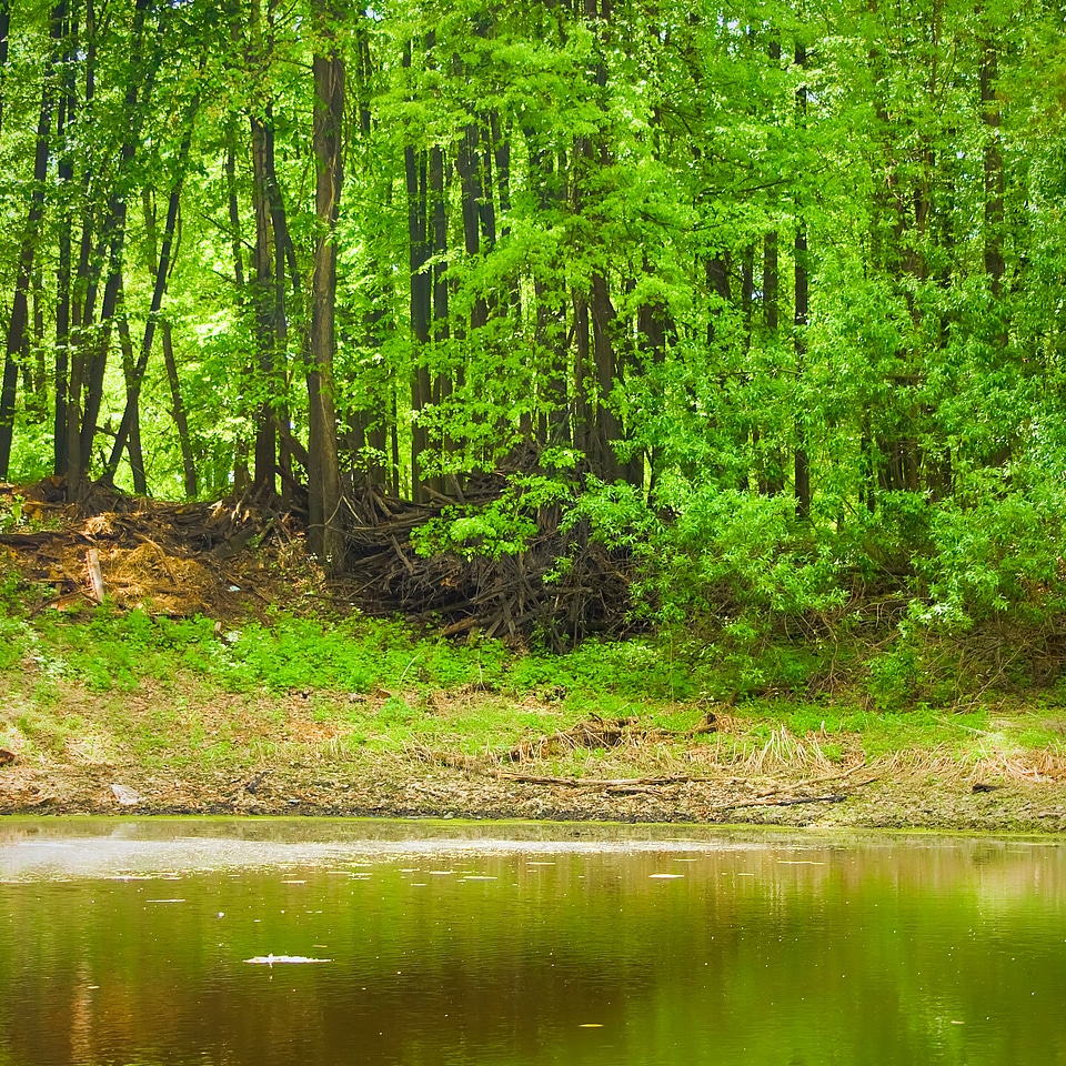 scene in the forest