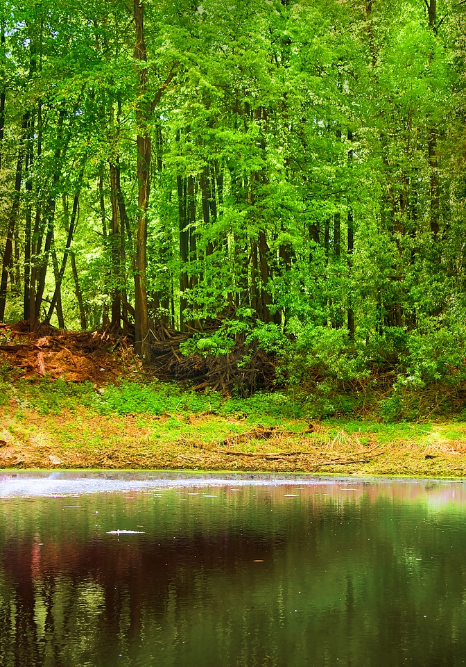 Scene in the forest