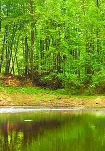 Scene in the forest photo