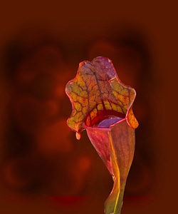 Northern pitcher plant side-saddle flower carnivorous plant photo