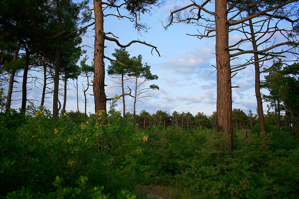 scene in the forest