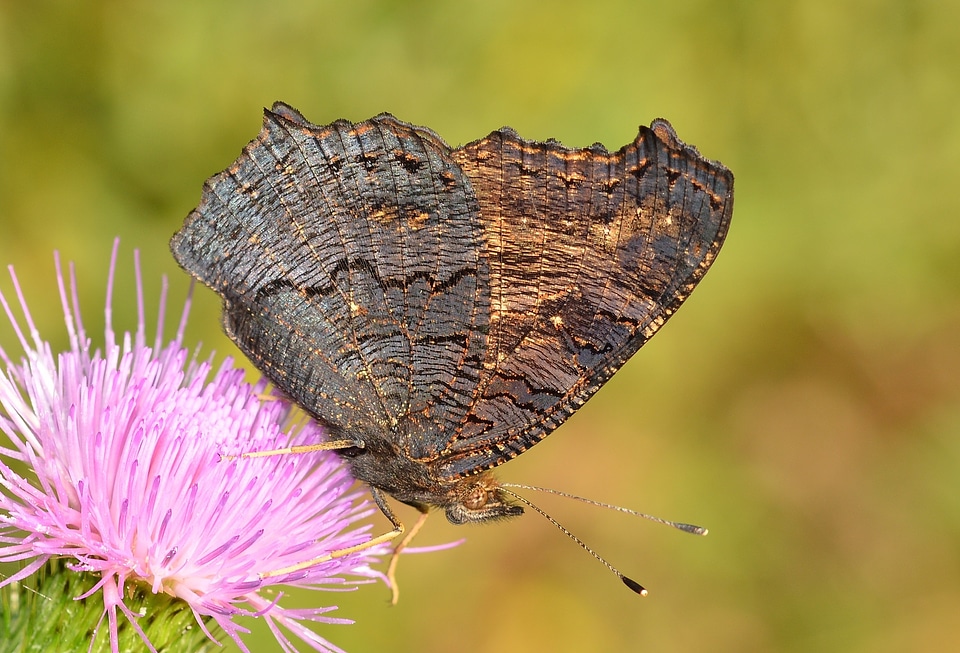 Moth butterfly insects