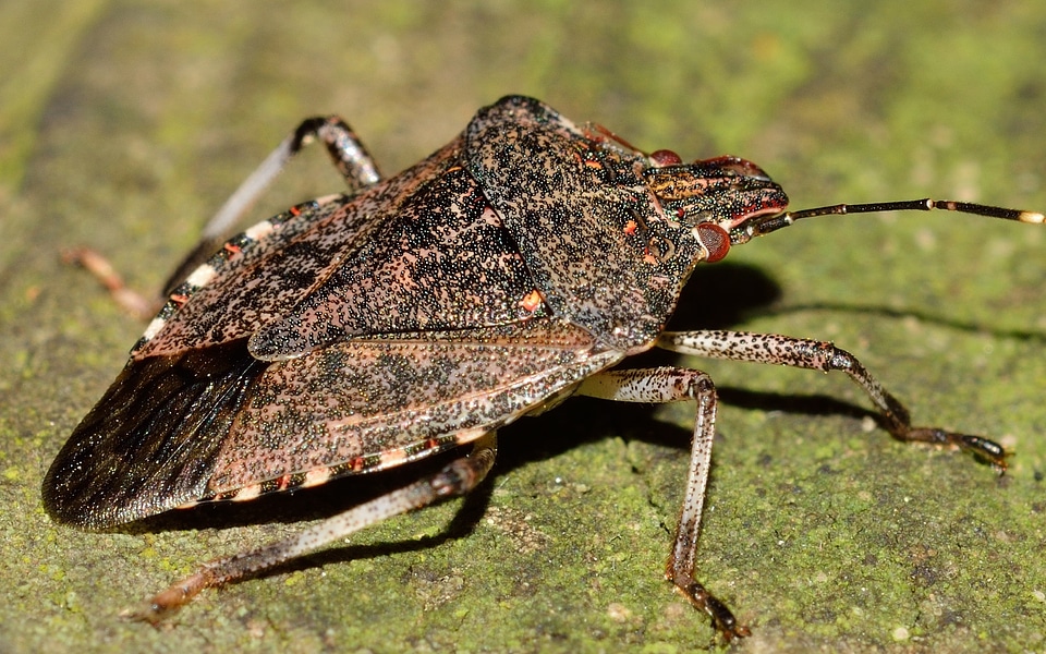 Hemiptera insects bug