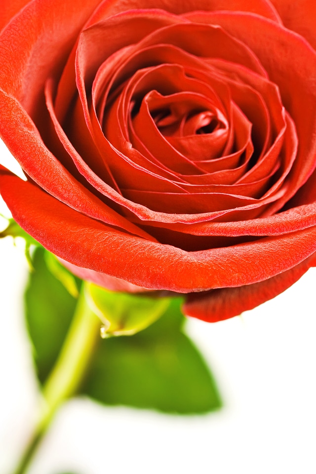 Red rose