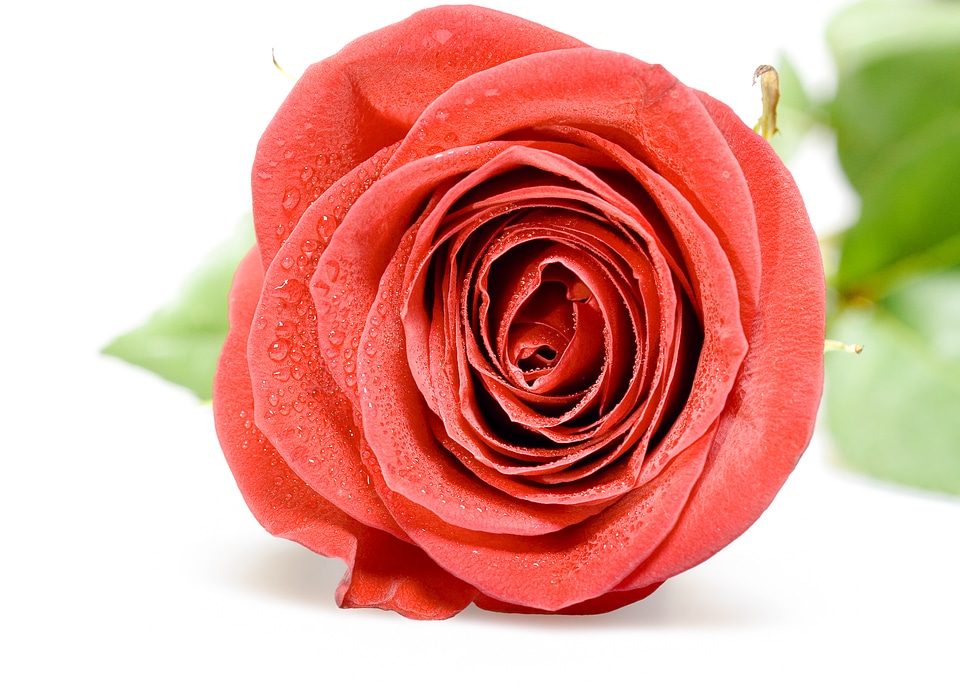 Red rose