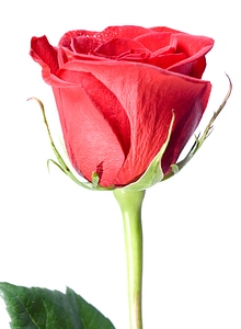 Red rose photo