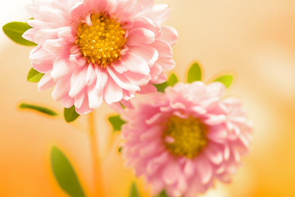 Beautiful Pink Flowers