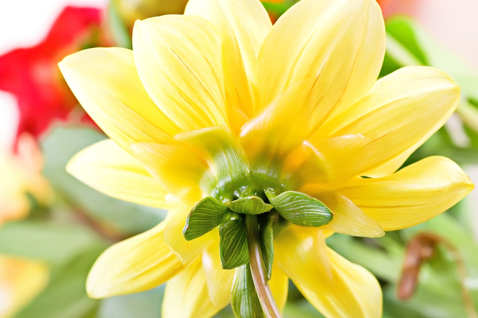 Back of Yellow Flower