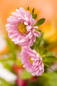 Pink spring flowers