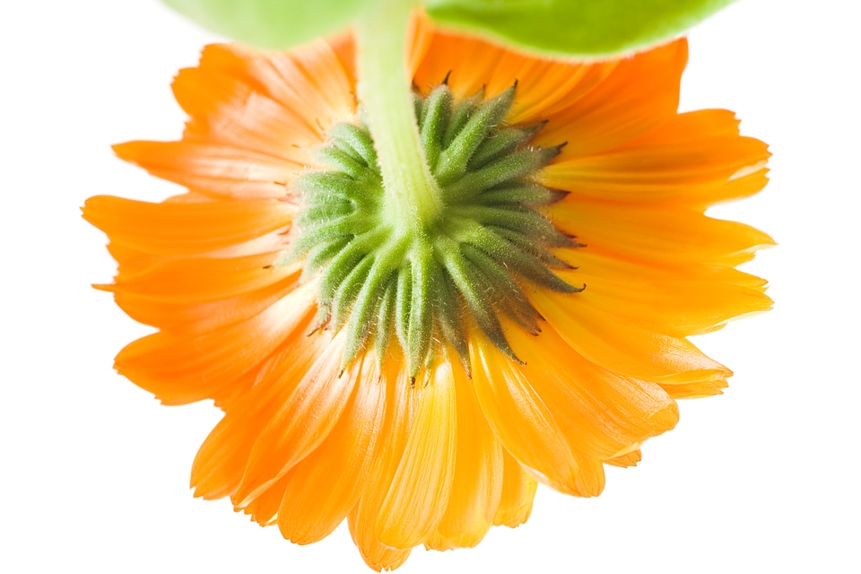 Orange Flower Bottom