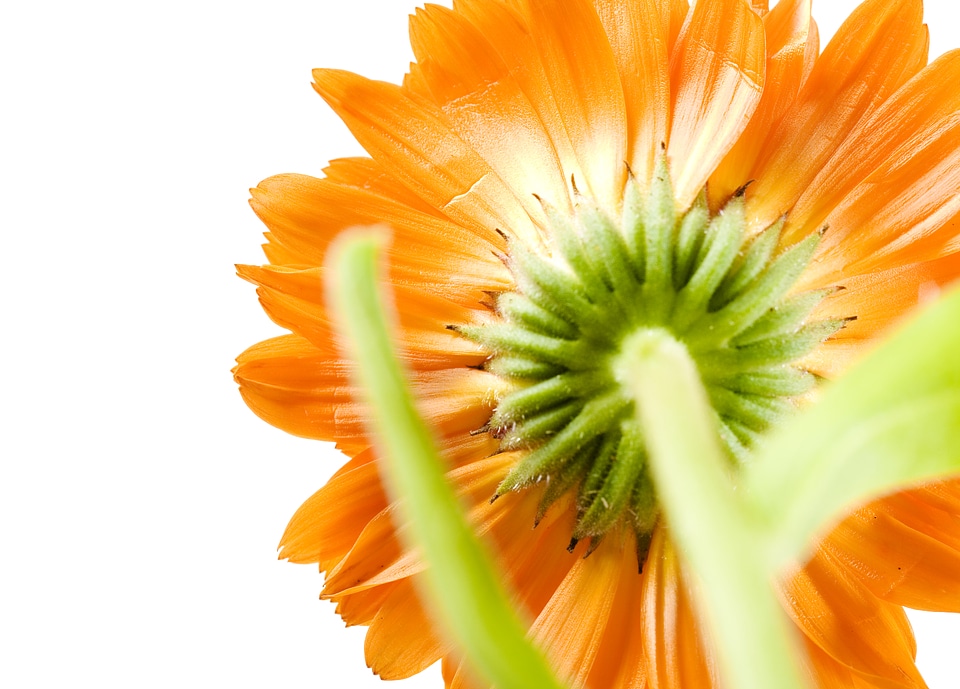 Back of Orange Flower