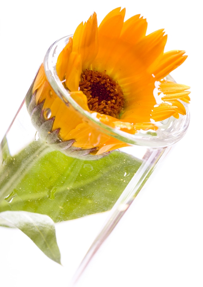 Orange flower in glass tube
