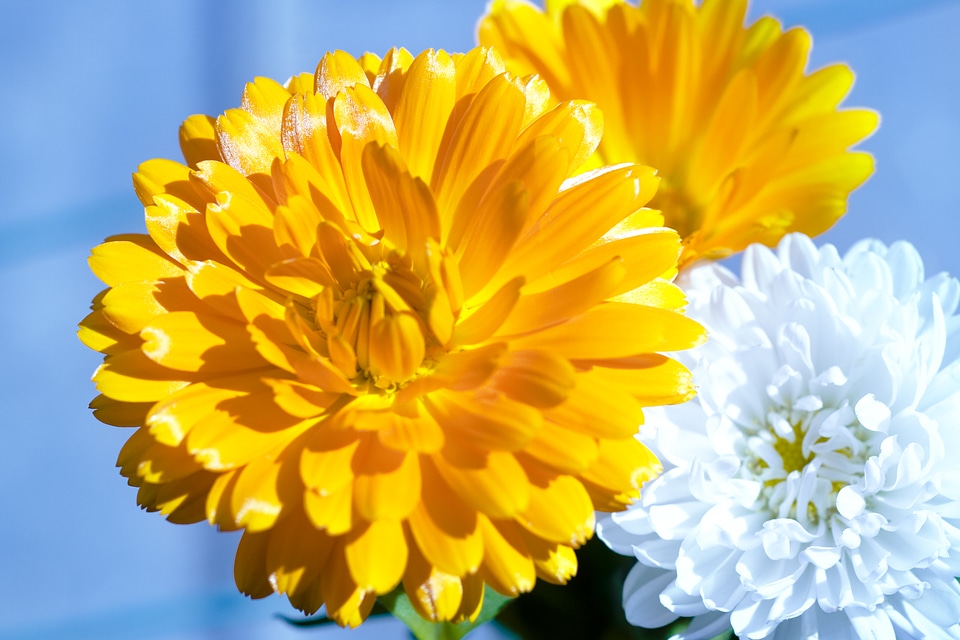 Blooming Flower Background