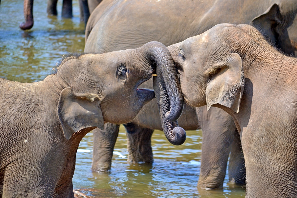 Elephant orphanage sri lanka pinnawala