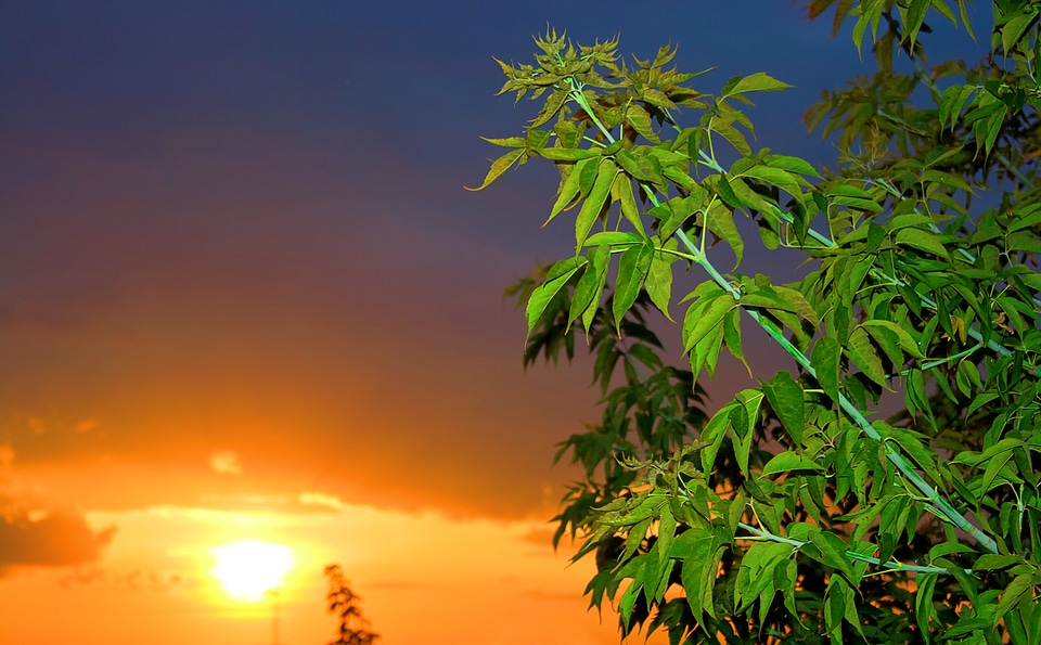 Sunset tree photo