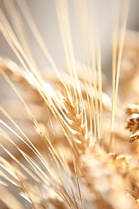 Wheat closeup photo
