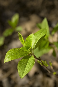 Leaves photo