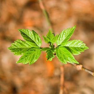 leaves photo