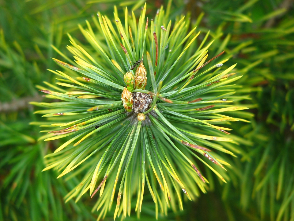 Green pointed tree