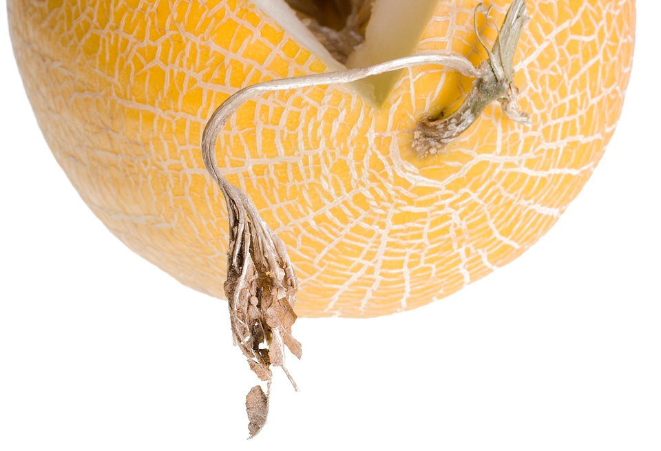 melon