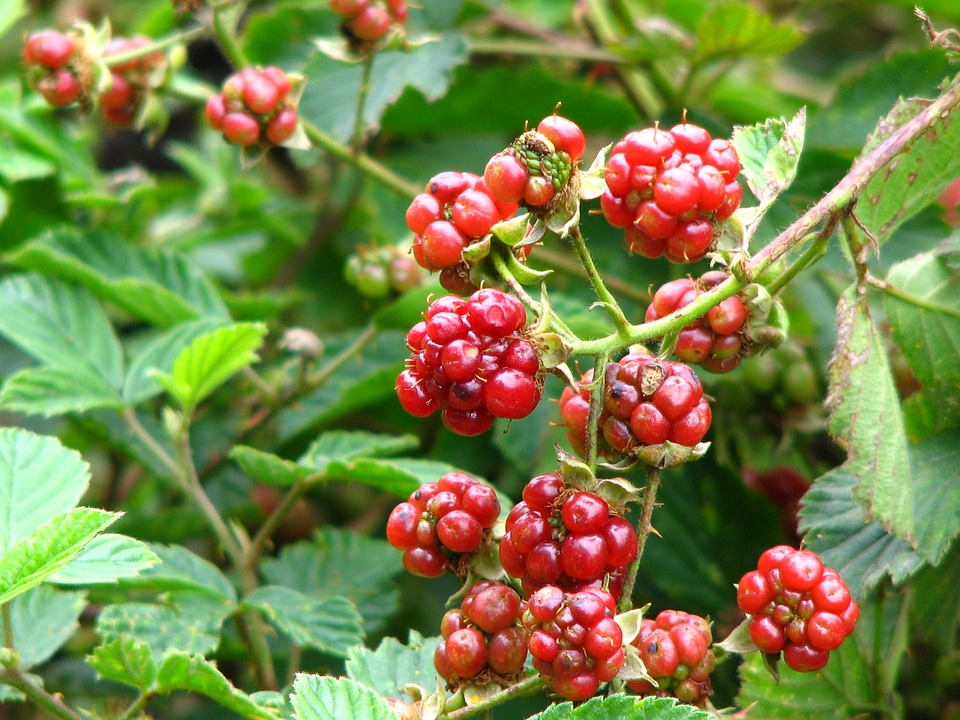 Immature bramble berry