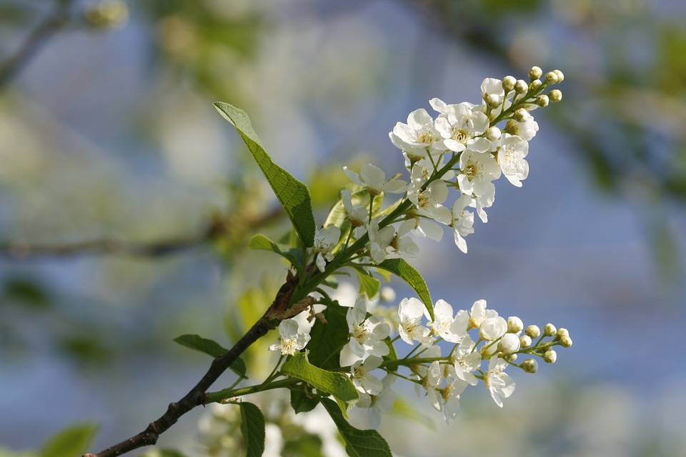 Beautiful Blooming Flowers
