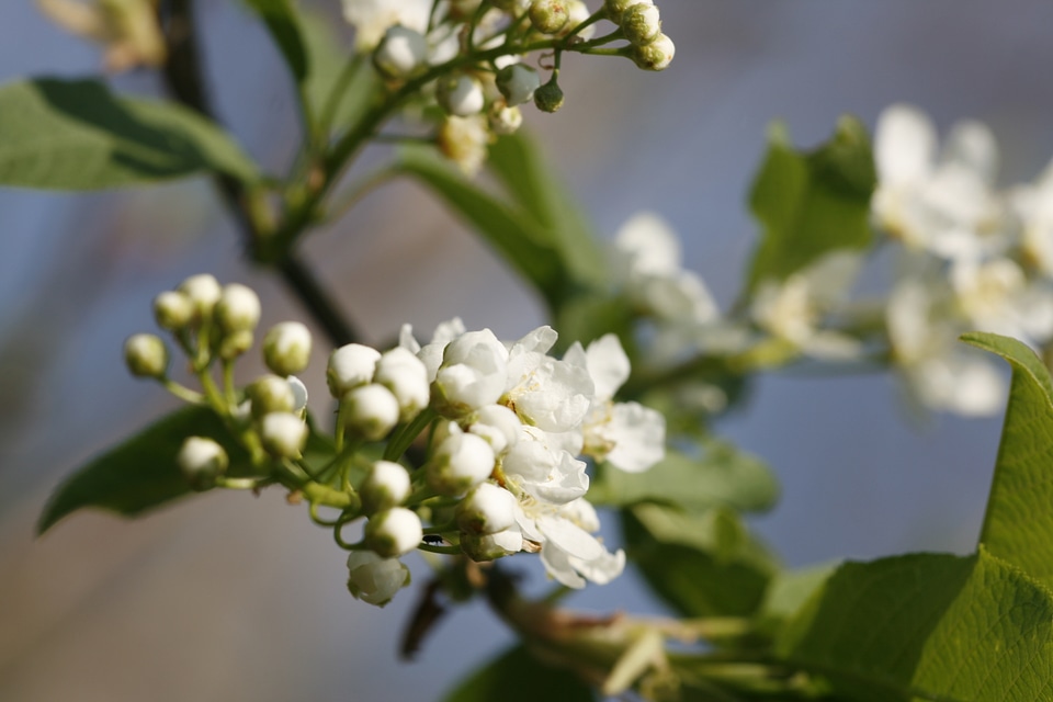 White Cherryblossoms