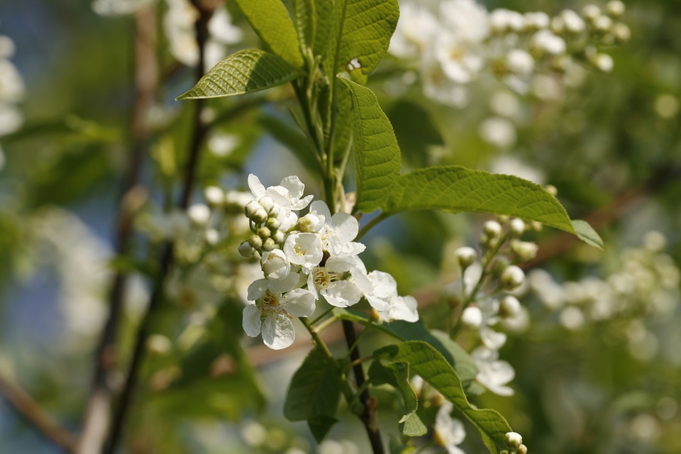 White Blooming Flowers