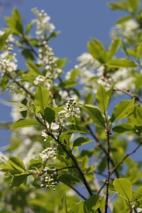 White flowers in tree