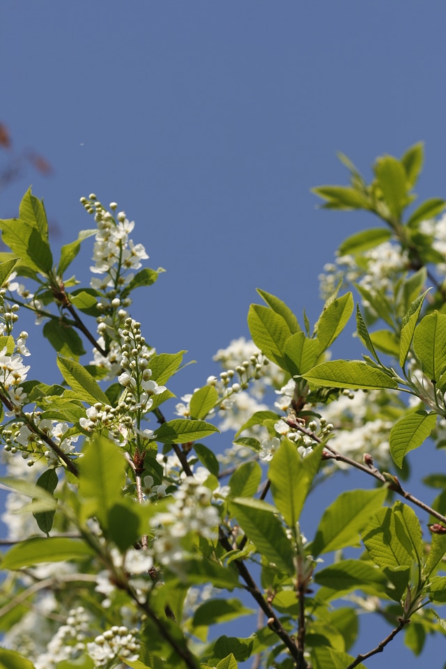 White Blossoms on Tree
