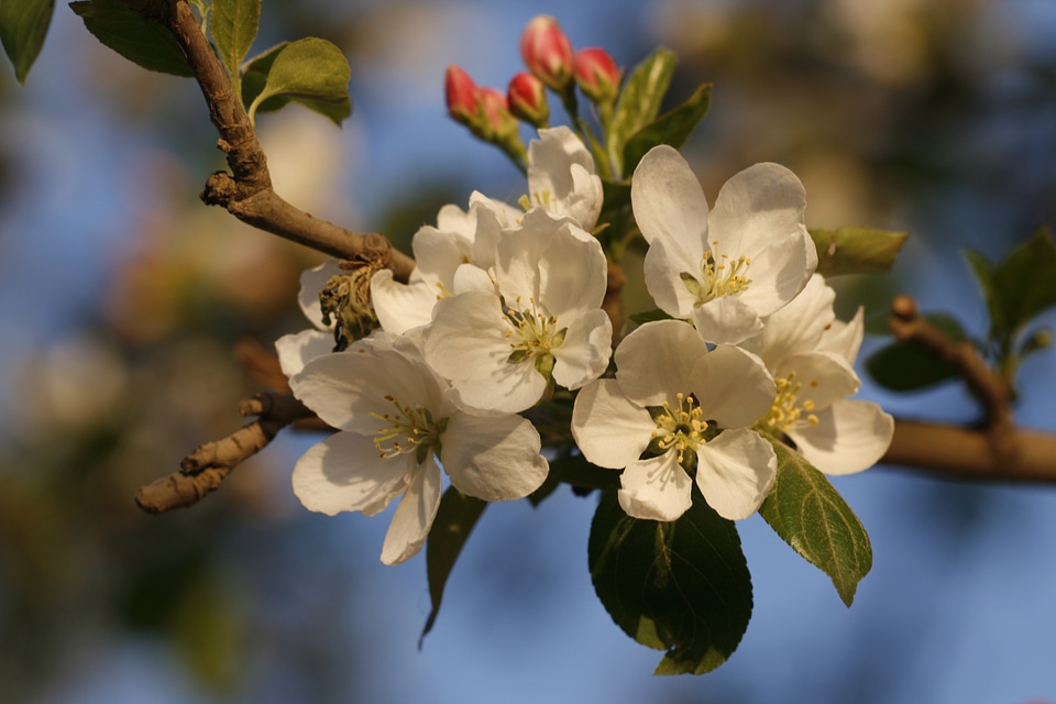 Blossoms - White Flowers