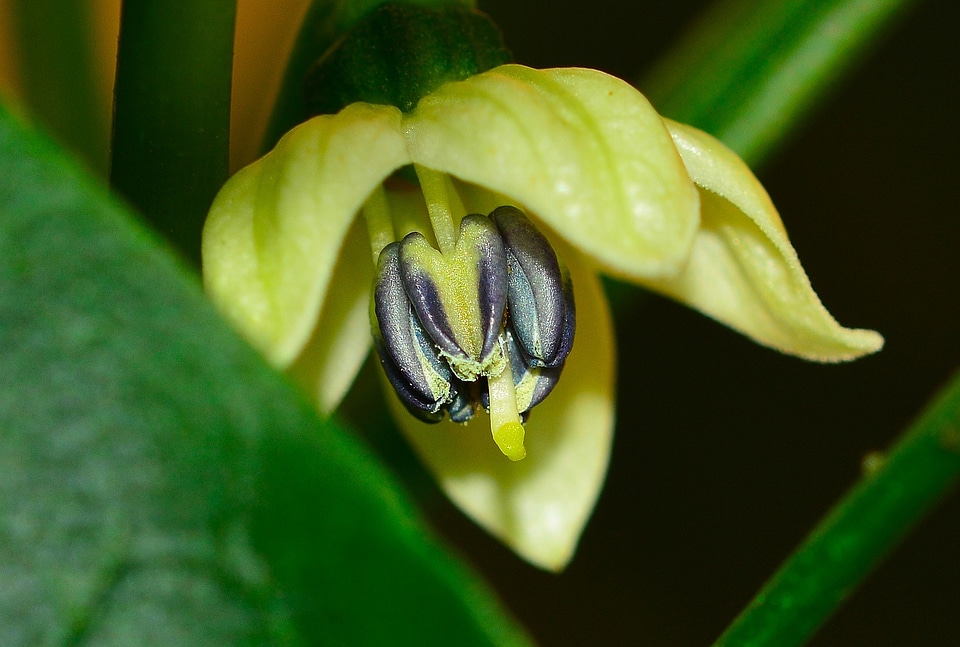 Nature garden flower