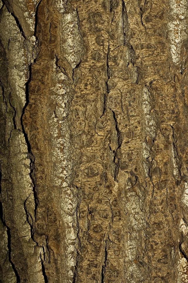 Tree bark background