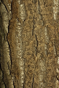 Tree bark background photo
