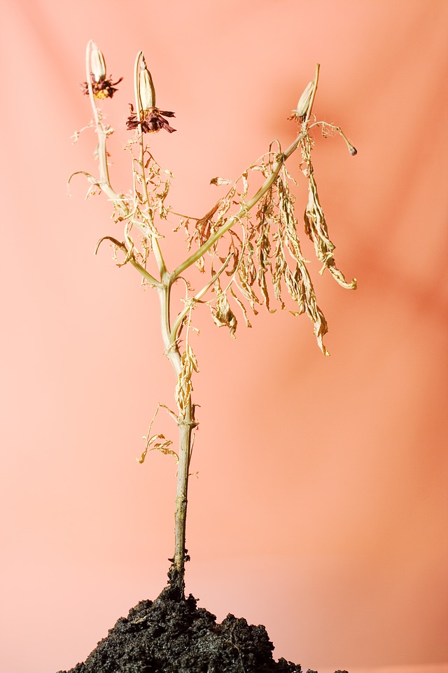 Plant