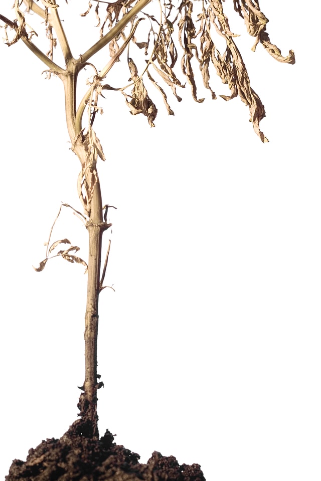Plant