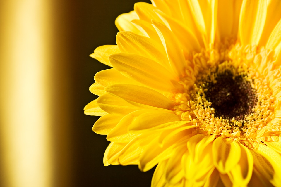 Yellow Beautiful Flower