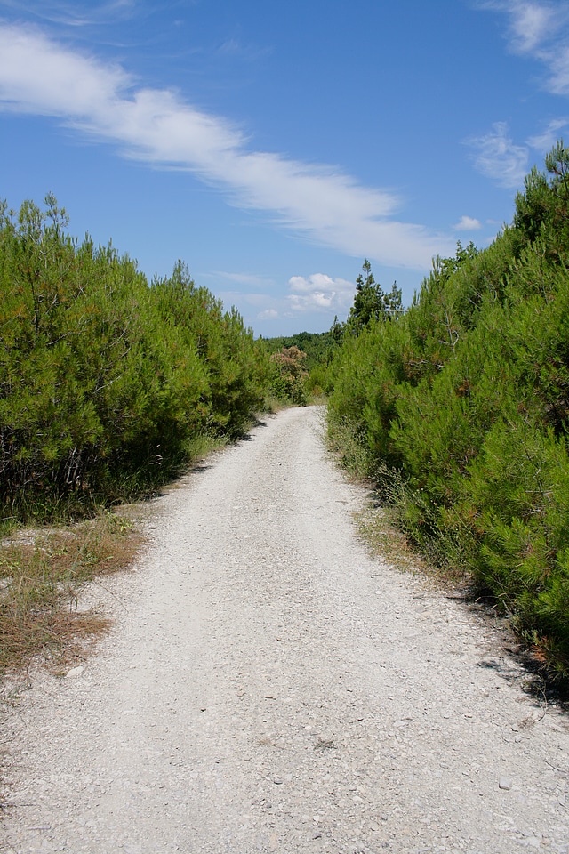 Road in the forest