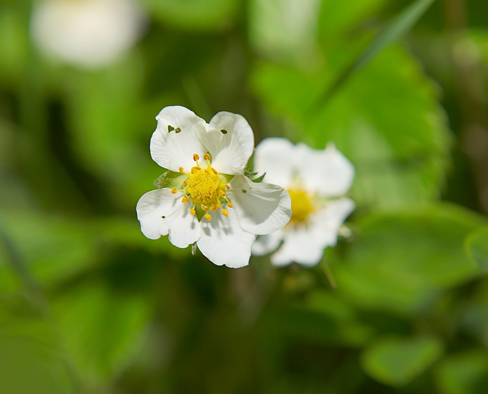 Small White Flowers Closeup