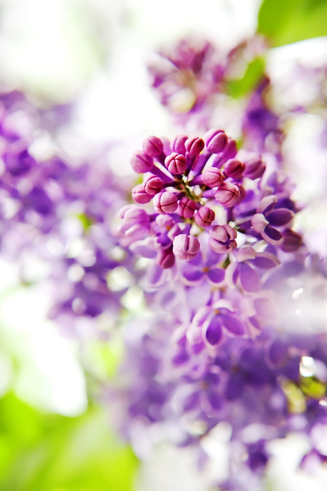 Purple flowers