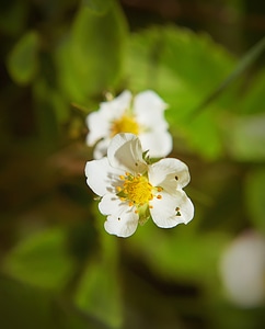 Flowers photo