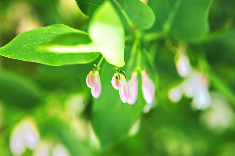 Small Pink Flowers
