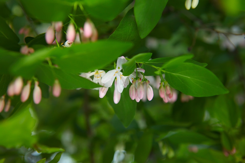Small Pink Flower Sprouts