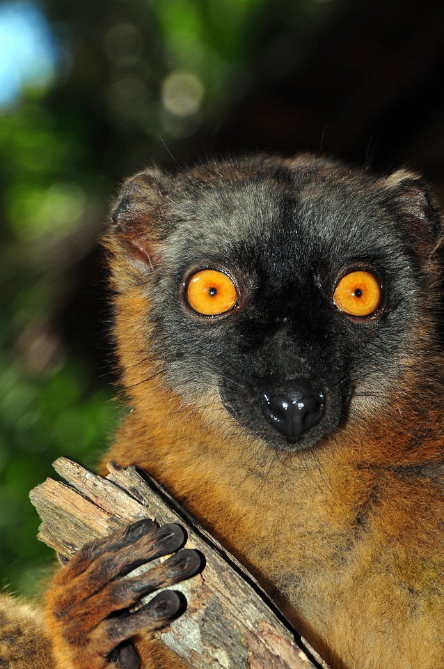 Monkey mayotte animals